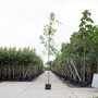 Noorse esdoorn (Acer platanoides)